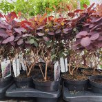 Škumpa vlasatá (Cotinus coggygria) ´ROYAL PURPLE´- výška 40-60 cm, kont. C2L